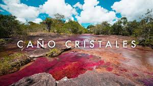From wikimedia commons, the free media repository. World S Most Beautiful River Cano Cristales Morten S South America Vlog Ep 18 Youtube