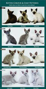 Coat Colour And Pattern Tonkinese Cats Kittens Queensland