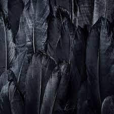 Dark Feather Wallpapers - Top Free Dark ...