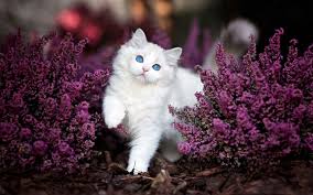 Tons of awesome cute flower backgrounds to download for free. Animal Cute Flower Fluffy Kitten Purple Flower Wallpaper 1920x1200 1191840 Wallpaperup