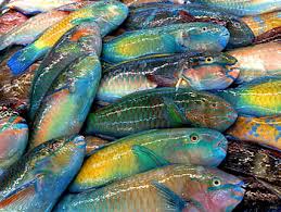 parrot fish hd wallpapers pxfuel