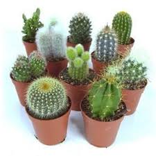 We offers cactus plants products. Buy Cactus Garden House Indoor Online Buy Cactus Garden House Indoor Online Cactus Plants Succulents Cactus House Plants