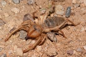 Due to the numbing effect this site might help you. Wind Scorpion Discovered In Georgia Georgia Wildlife Blog