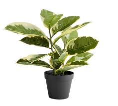 Impress your guests with the vickerman artificial potted rubber silk tree, a stellar representation of the south american native. Faux Potted Houseplant Rubber Tree Pottery Barn