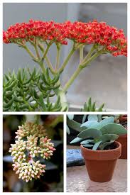 Should i prune my jade plant? Propeller Plant How To Grow Crassula Falcata Succulent