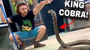king cobra handling baby snakes