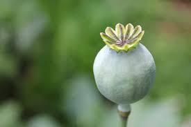 Growing poppies specifically for the spice is a wonderful way to add to both your spice collection and beautify your homestead garden! Poppy Pod Easy Edible Gardening