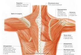 It begins in the neck, and descends to attach to the scapula. Shoulder N Neck Muscles The Pilates Works