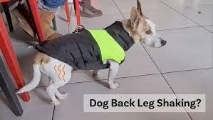 dog back leg shaking 14 reasons and