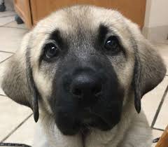 Home / dog breeds / dog breeds / puppies for sale / missouri + signature puppy. 2019 Kangal Puppies For Sale At Von Tassen Farm Kentucky