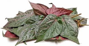 red betel leaves information and facts