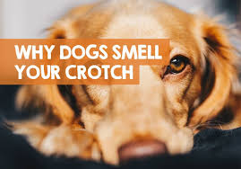 why do dogs smell your crotch area