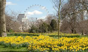the best places to see daffodils this