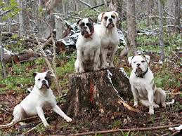 american bulldog dog breed standards