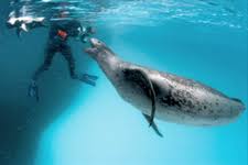 An Amazing Animal Human Interaction With A Leopard Seal