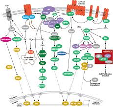 Overview Of Immunology Cell Signaling Technology