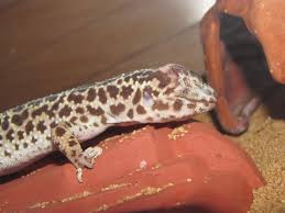 Me Leopard Gecko Has A Large Bump Behind Her Right Eye What