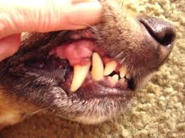 pale gums in dogs what does it mean