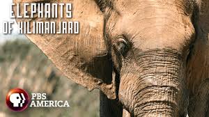 elephants of kilimanjaro full special