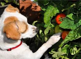 Are Tomatoes Poisonous For Dogs Petmd