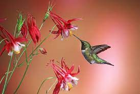 Flowers For Attracting Hummingbirds