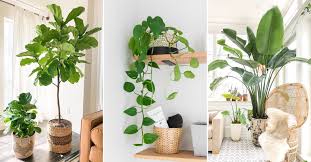 20 easy to care indoor plants that you