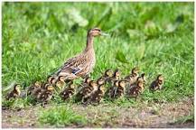 how-long-do-baby-ducks-stay-with-their-mother
