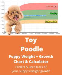 toy poodle weight growth chart 2023