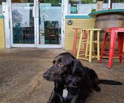 dog friendly restaurants in north