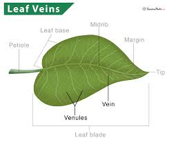 leaf veins definition types and