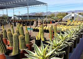 Desert Plants At B B Cactus Farm
