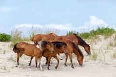 what-beaches-have-wild-horses
