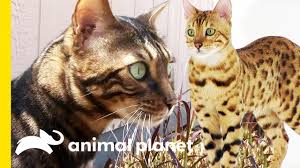 There are three additional inches in the overhead bed area, and six additional inches in the rear of the coach, including the bathroom. These Beautiful Bengal Cats Are Incredibly Intelligent Cats 101 Youtube
