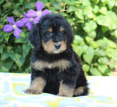Maybe you would like to learn more about one of these? Apply Best Bernedoodles
