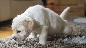 how to remove dog from carpets