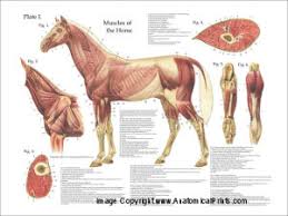 Horse Anatomical Charts And Posters