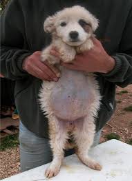 pot belly in a roundworm infected puppy