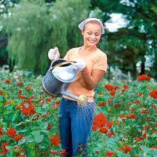 Grow Roses In Southern California