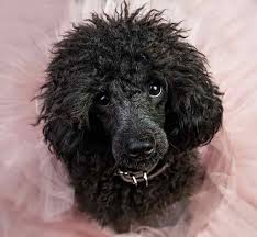 toy poodle all about the world s