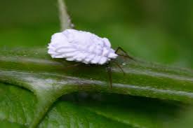 little white bugs that look like lint