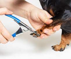 how to help a dog with ingrown nail