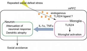 Neuroinflammation Play A Critical Role In Stress Induced