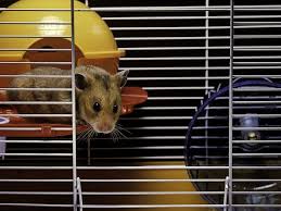 best cage for your syrian hamster