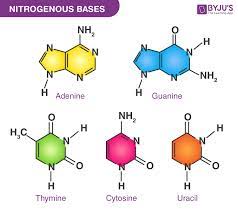 nitrogenous bases