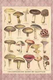 Details About Mushroom Chart French Vintage Botanical Illustration Art Poster 24x36