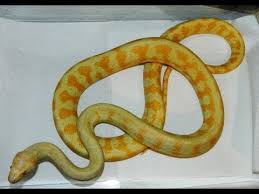 albino jag python new addition you