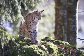 A species of cheetah was once found in north america. The Wild Cats Of North America Worldatlas