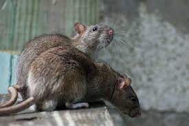 how to get rid of rats the right way