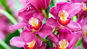 I petali di due grandezze diverse, il labello, il bocciolo di due grandezze diverse e le foglie di… Orchidea Prezzo E Caratteristiche Blog Floraqueen It