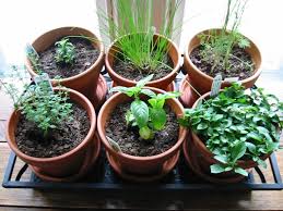 Top 10 Herbs For Your Windowsill Garden